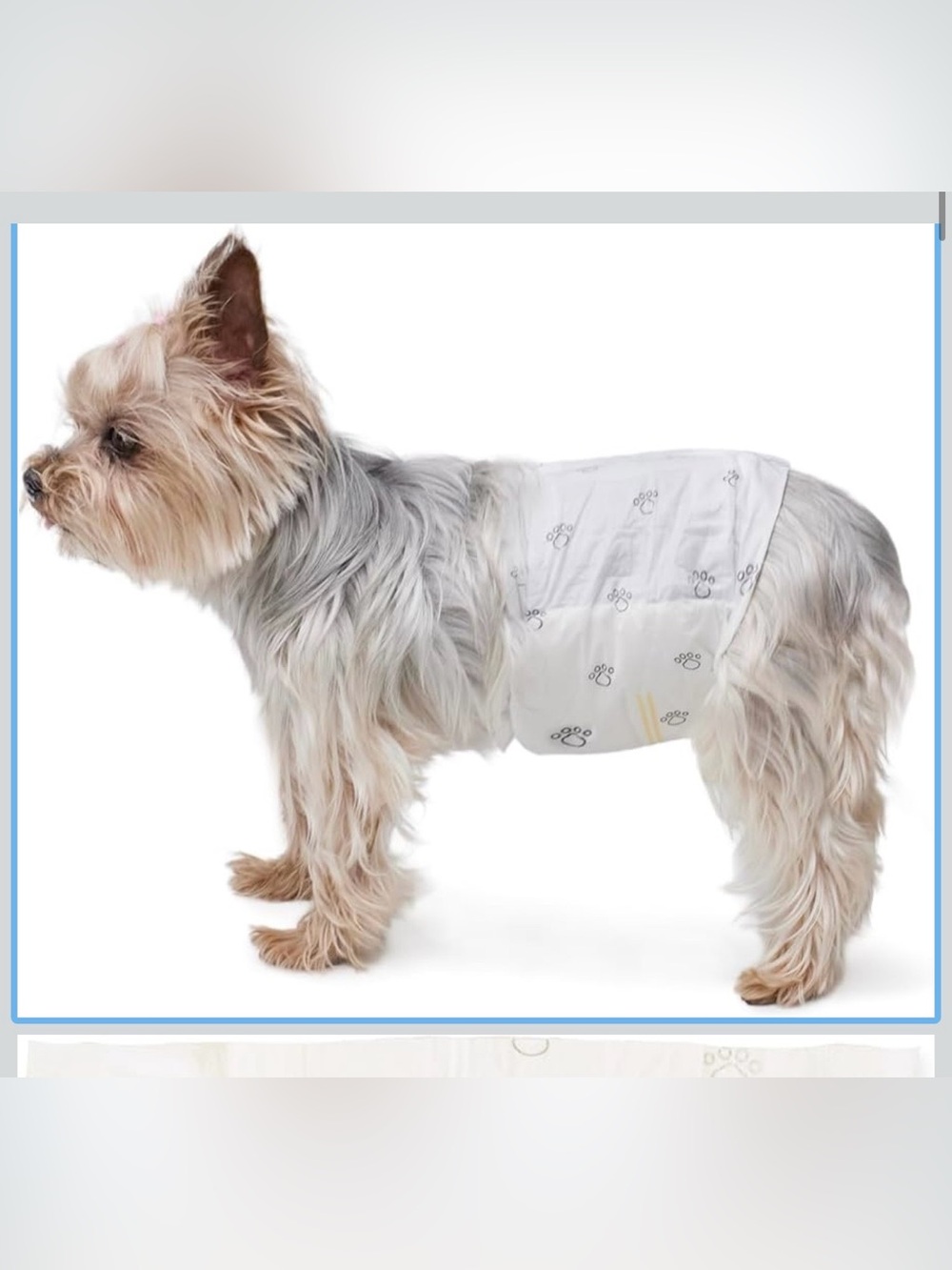 Male Dog Belly Band Wrap in White with Paw Print